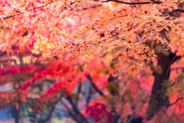 Tunnel Érable Automne Kawaguchiko Japon — Photo