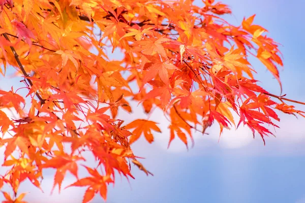 Maple Tunnel Het Najaar Van Kawaguchiko Japan — Stockfoto