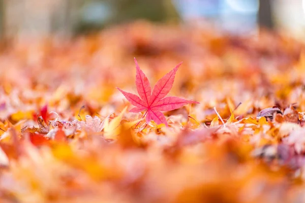 Maple Tunnel Autumn Kawaguchiko Japan — Stock Photo, Image