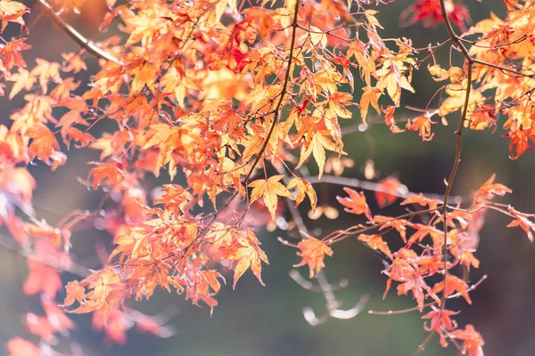 河口湖 日本の秋のもみじのトンネル — ストック写真