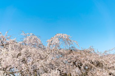 Tokyo 'daki Shinjuku Gyo-en Parkı' nda mavi gökyüzünün altındaki kuşlarla kiraz çiçeği (sakura). Baharda çalışmak için güzel bir yer..