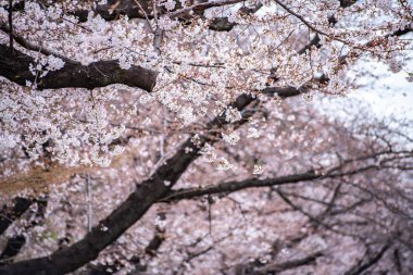 Ueno Parkı 'nda kiraz çiçekleri açar.