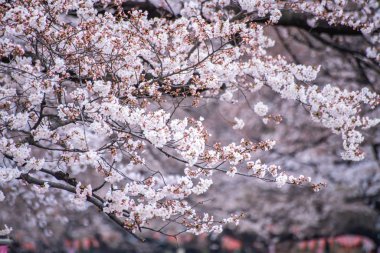 Ueno Parkı 'nda kiraz çiçekleri açar.