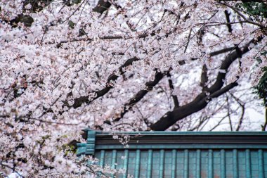 Ueno Parkı 'nda kiraz çiçekleri açar.