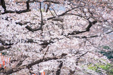 Tokyo, Japonya - 26 Mart 2019: Tokyo Kalabalığı Ueno Park 'ta Kiraz Çiçekleri Festivali' nin tadını çıkarıyor.