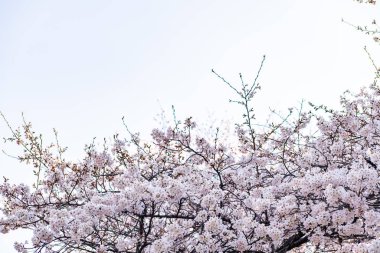 Mavi gökyüzünün altındaki kuşlarla kiraz çiçeği (sakura)