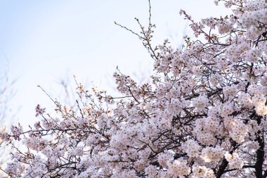 Mavi gökyüzünün altındaki kuşlarla kiraz çiçeği (sakura)