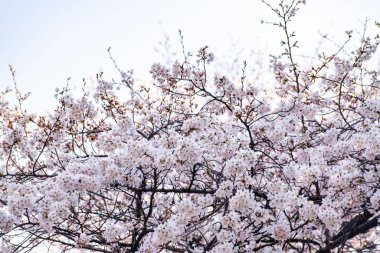 Mavi gökyüzünün altındaki kuşlarla kiraz çiçeği (sakura)
