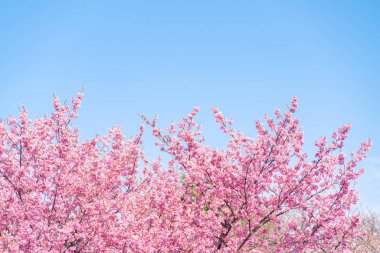Mavi gökyüzünün altındaki kuşlarla kiraz çiçeği (sakura)