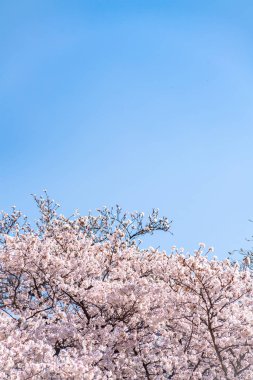 Mavi gökyüzünün altındaki kuşlarla kiraz çiçeği (sakura)
