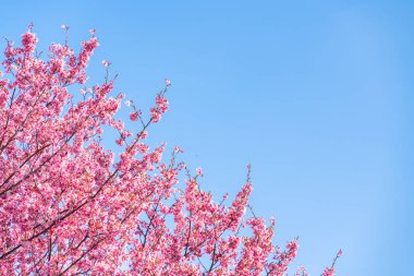 Mavi gökyüzünün altındaki kuşlarla kiraz çiçeği (sakura)