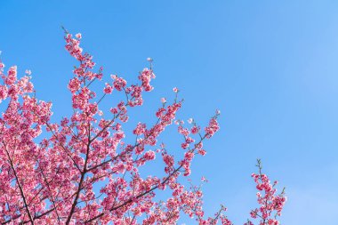 Mavi gökyüzünün altındaki kuşlarla kiraz çiçeği (sakura)