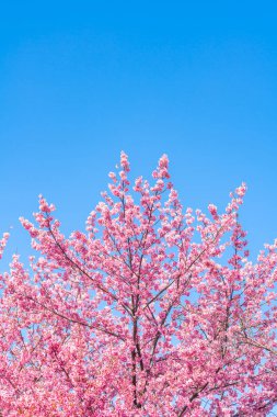 Mavi gökyüzünün altındaki kuşlarla kiraz çiçeği (sakura)