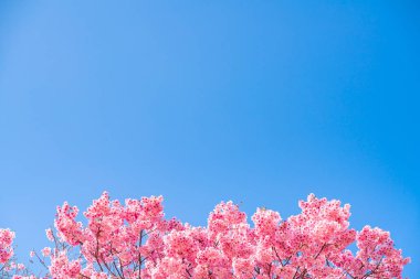 Tokyo 'daki Shinjuku Gyo-en Parkı' nda mavi gökyüzünün altındaki kuşlarla kiraz çiçeği (sakura). Baharda çalışmak için güzel bir yer..