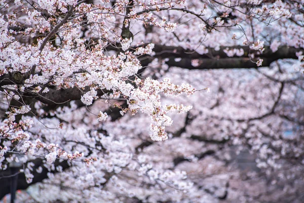 Cherry blossoms in full bloom Ueno Park — Stock Photo, Image