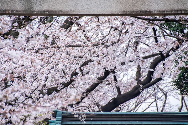 Kersenbloesems in volle bloei Ueno Park — Stockfoto