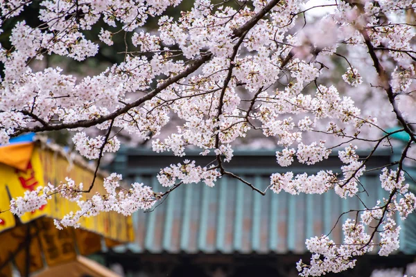 Kersenbloesems in volle bloei Ueno Park — Stockfoto