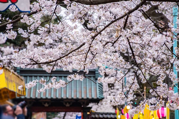 Kersenbloesems in volle bloei Ueno Park — Stockfoto