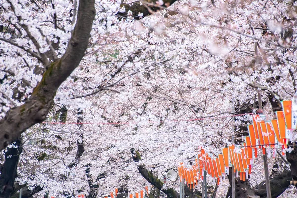 Tokio, Japan - 26 maart 2019: Tokio Crowd geniet van kersenbloesemfestival in Ueno Park. — Stockfoto