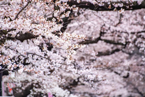 Цветение сакуры в цветущем парке Уэно — стоковое фото