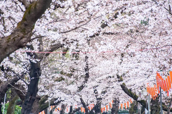 Tokio, Japan - 26 maart 2019: Tokio Crowd geniet van kersenbloesemfestival in Ueno Park. — Stockfoto