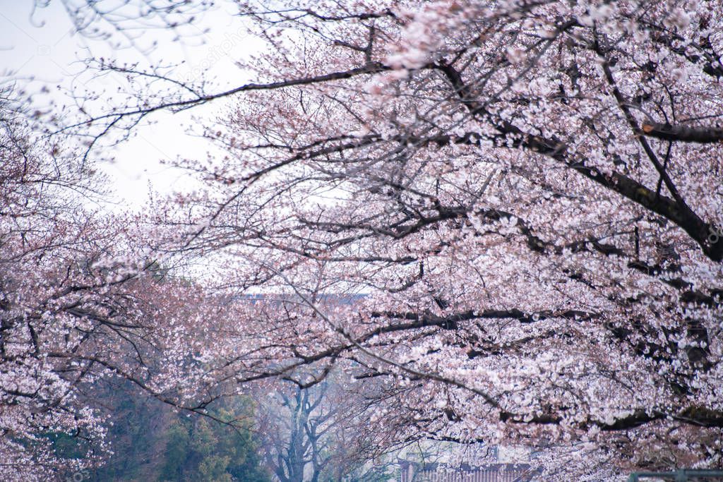 Cherry blossoms in full bloom Ueno Park