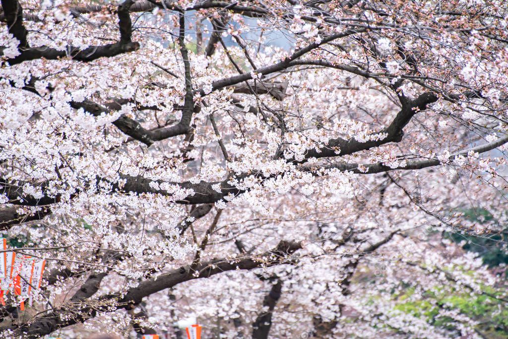 Tokyo, Japan - March 26, 2019: Tokyo Crowd enjoying Cherry blossoms festival in Ueno Park.