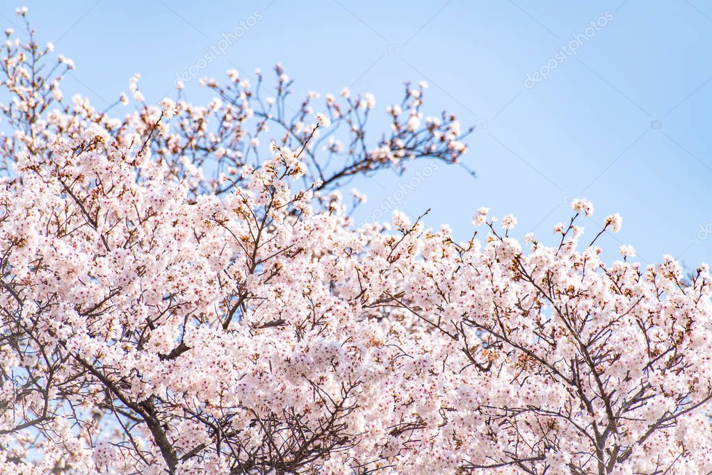 Cherry blossom (sakura) with birds under the blue sky in the Shi