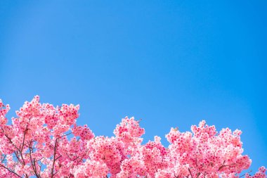 Tokyo 'daki Shinjuku Gyo-en Parkı' nda mavi gökyüzünün altındaki kuşlarla kiraz çiçeği (sakura). Baharda çalışmak için güzel bir yer..