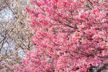 Mavi gökyüzünün altındaki kuşlarla kiraz çiçeği (sakura)
