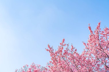 Tokyo 'daki Shinjuku Gyo-en Parkı' nda mavi gökyüzünün altındaki kuşlarla kiraz çiçeği (sakura). Baharda çalışmak için güzel bir yer..
