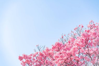 Tokyo 'daki Shinjuku Gyo-en Parkı' nda mavi gökyüzünün altındaki kuşlarla kiraz çiçeği (sakura). Baharda çalışmak için güzel bir yer..