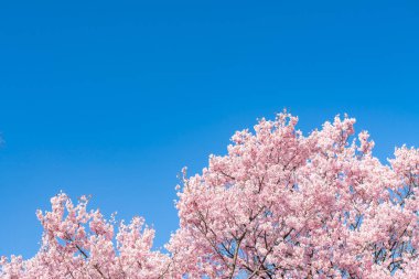 Tokyo 'daki Shinjuku Gyo-en Parkı' nda mavi gökyüzünün altındaki kuşlarla kiraz çiçeği (sakura). Baharda çalışmak için güzel bir yer..