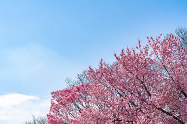 Tokyo 'daki Shinjuku Gyo-en Parkı' nda mavi gökyüzünün altındaki kuşlarla kiraz çiçeği (sakura). Baharda çalışmak için güzel bir yer..