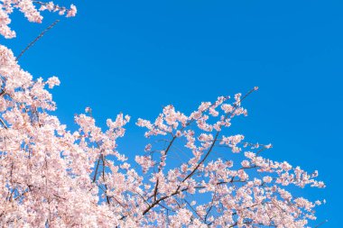 Tokyo 'daki Shinjuku Gyo-en Parkı' nda mavi gökyüzünün altındaki kuşlarla kiraz çiçeği (sakura). Baharda çalışmak için güzel bir yer..