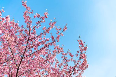 Tokyo 'daki Shinjuku Gyo-en Parkı' nda mavi gökyüzünün altındaki kuşlarla kiraz çiçeği (sakura). Baharda çalışmak için güzel bir yer..