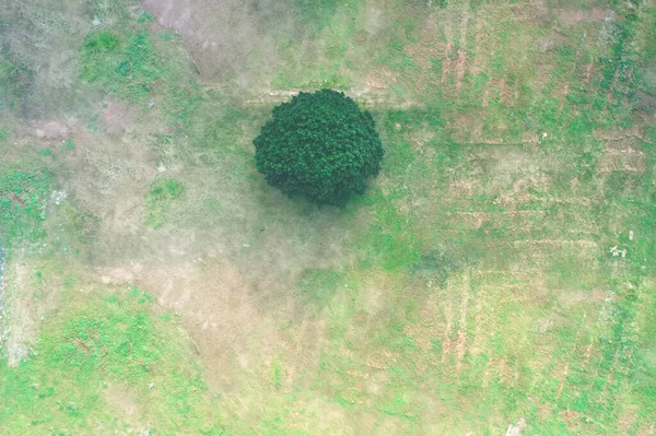 Vista Aérea Solo Árbol Campo Rodeado Líneas Vía — Foto de Stock