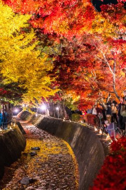 Japonya 'daki Kawaguchi Gölü' nün yanındaki Fujikawaguchiko 'da sonbaharda renkli ağaçların sergilendiği gece.