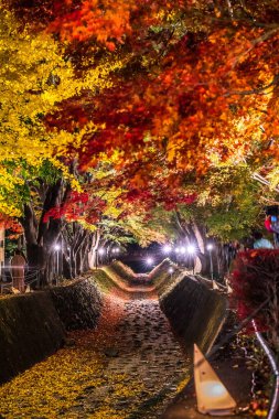 Japonya 'daki Kawaguchi Gölü' nün yanındaki Fujikawaguchiko 'da sonbaharda renkli ağaçların sergilendiği gece.