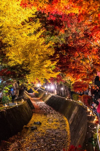 Visualizzazione Notturna Degli Alberi Colorati Autunno Fujikawaguchiko Vicino Lago Kawaguchi — Foto Stock