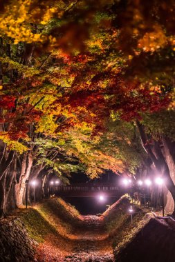 Japonya 'daki Kawaguchi Gölü' nün yanındaki Fujikawaguchiko 'da sonbaharda renkli ağaçların sergilendiği gece.