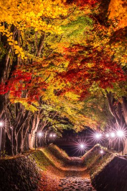 Japonya 'daki Kawaguchi Gölü' nün yanındaki Fujikawaguchiko 'da sonbaharda renkli ağaçların sergilendiği gece.