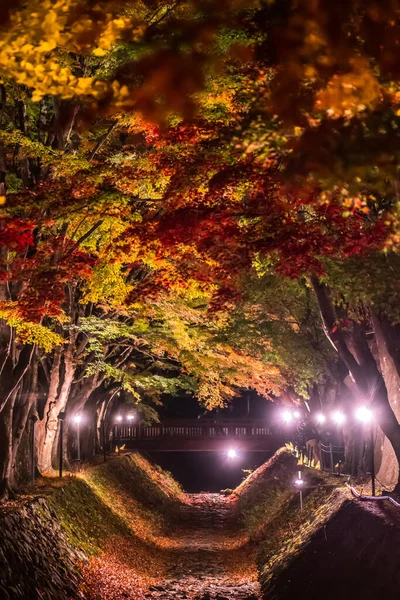 Nattvisning Färgglada Träd Hösten Vid Fujikawaguchiko Bredvid Sjön Kawaguchi Japan — Stockfoto