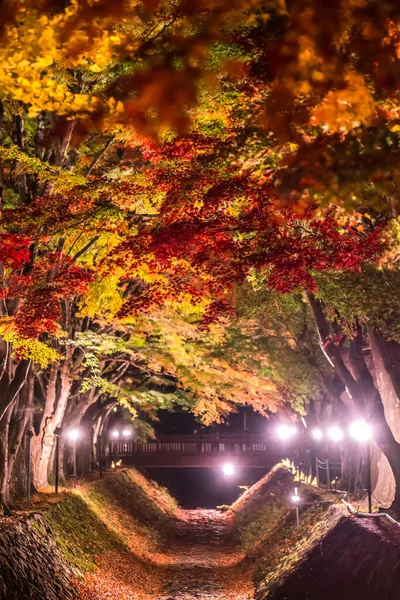 Japonya 'daki Kawaguchi Gölü' nün yanındaki Fujikawaguchiko 'da sonbaharda renkli ağaçların sergilendiği gece.