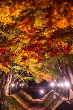Japonya 'daki Kawaguchi Gölü' nün yanındaki Fujikawaguchiko 'da sonbaharda renkli ağaçların sergilendiği gece.