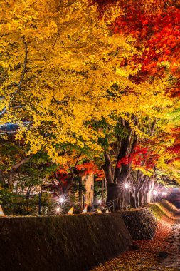 Japonya 'daki Kawaguchi Gölü' nün yanındaki Fujikawaguchiko 'da sonbaharda renkli ağaçların sergilendiği gece.