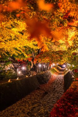 Japonya 'daki Kawaguchi Gölü' nün yanındaki Fujikawaguchiko 'da sonbaharda renkli ağaçların sergilendiği gece.