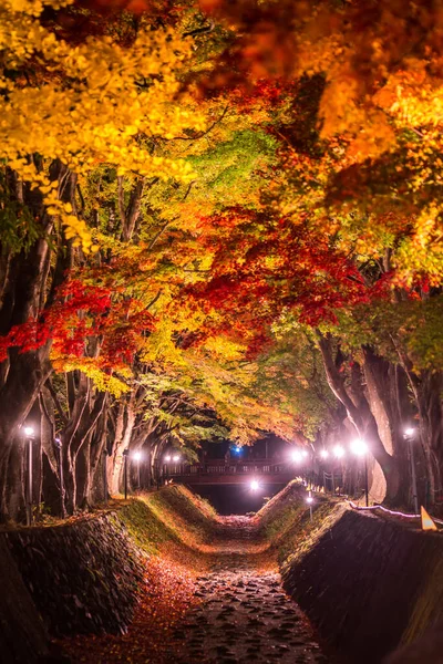 Japonya 'daki Kawaguchi Gölü' nün yanındaki Fujikawaguchiko 'da sonbaharda renkli ağaçların sergilendiği gece.