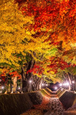 Japonya 'daki Kawaguchi Gölü' nün yanındaki Fujikawaguchiko 'da sonbaharda renkli ağaçların sergilendiği gece.