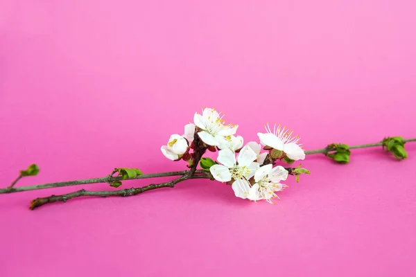 Pembe arka plan üzerinde güzel elma ağacı dalı. Güzel pembe bahar çiçekleri. Beyaz çiçekler. Kiraz çiçeği yakın. Elma ağacı çiçek açtı. Elma ağaçları çiçekler